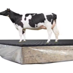 stable mats